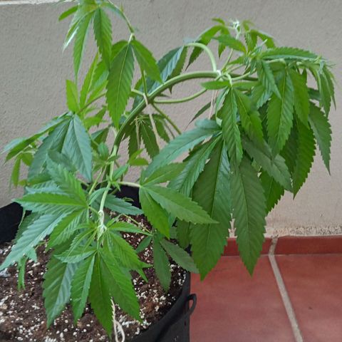 Kritikal Bilbo growlog timeline photo