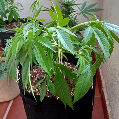 Kritikal Bilbo growlog timeline photo