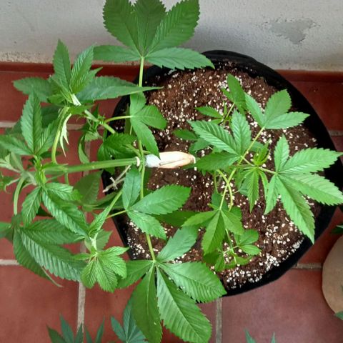 Kritikal Bilbo growlog timeline photo