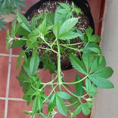 Kritikal Bilbo growlog timeline photo