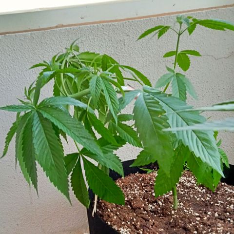 Kritikal Bilbo growlog timeline photo