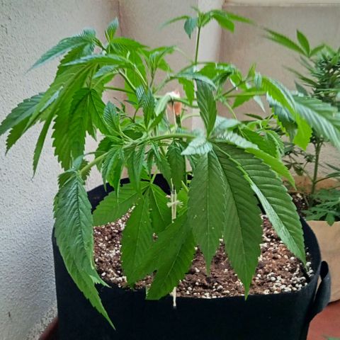 Kritikal Bilbo growlog timeline photo