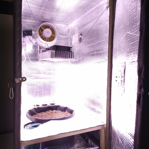 White Diesel growlog timeline photo