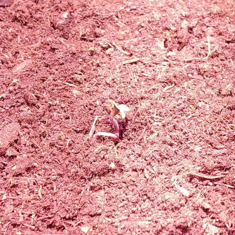 White Diesel growlog photo: Явно Мэри поднимается вверх.