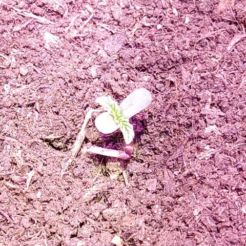 White Diesel growlog photo: Первые листики))
