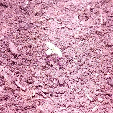 White Diesel growlog photo: 19:13