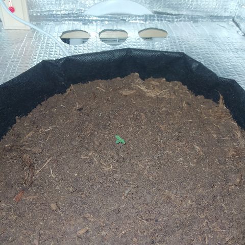 White Diesel growlog timeline photo