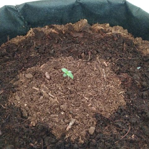 White Diesel growlog photo: 8::07