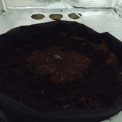 White Diesel growlog timeline photo