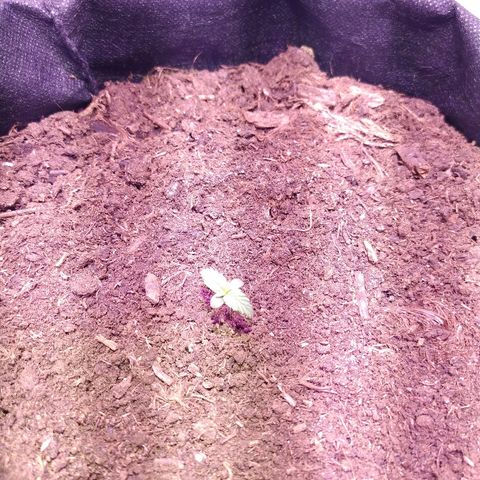 White Diesel growlog timeline photo