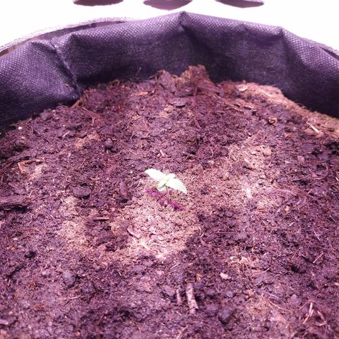 White Diesel growlog photo: 10:02