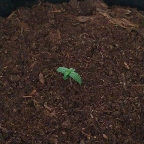 White Diesel growlog photo: Утро
