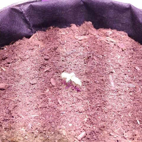 White Diesel growlog photo: 8:54