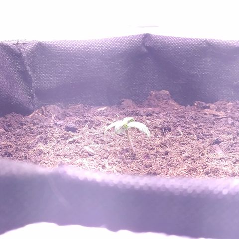 White Diesel growlog photo: 8:24