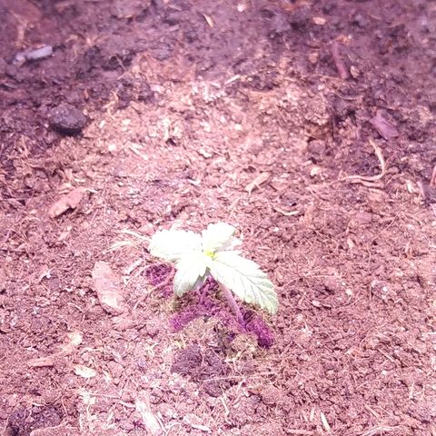 White Diesel growlog photo: 8:24
