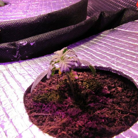 White Diesel growlog timeline photo