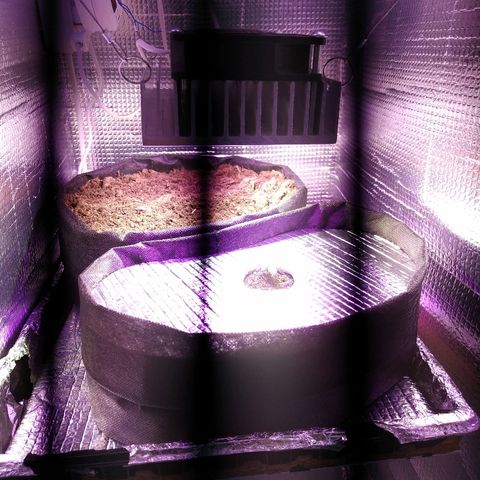 White Diesel growlog timeline photo