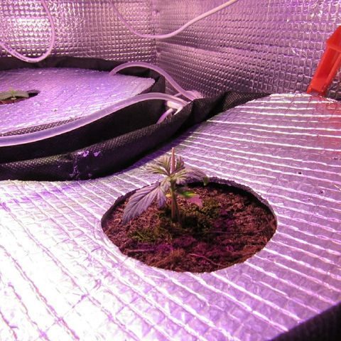 White Diesel growlog timeline photo