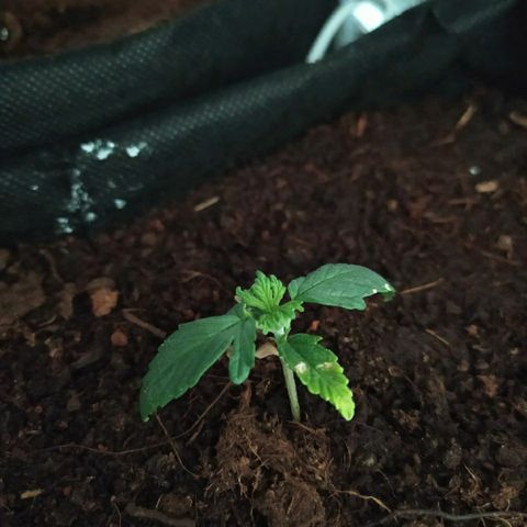 White Diesel growlog timeline photo