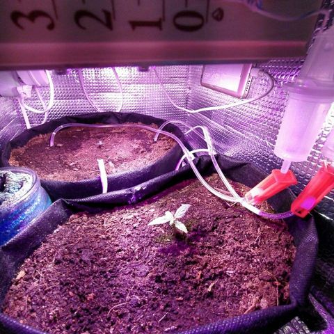 White Diesel growlog timeline photo