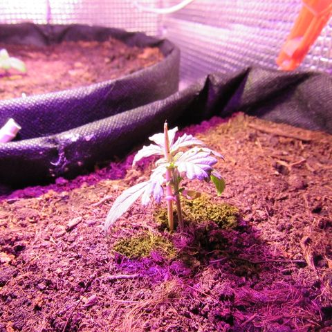 White Diesel growlog timeline photo
