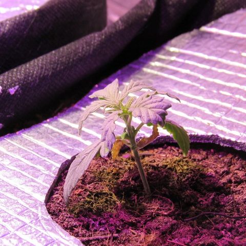 White Diesel growlog timeline photo