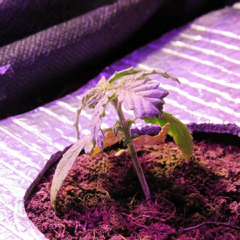 White Diesel growlog timeline photo