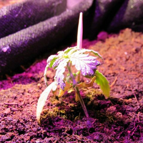 White Diesel growlog timeline photo