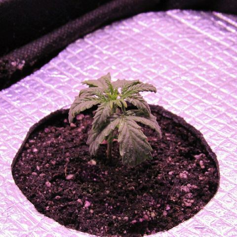 White Diesel growlog timeline photo