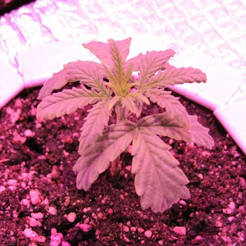 White Diesel growlog timeline photo