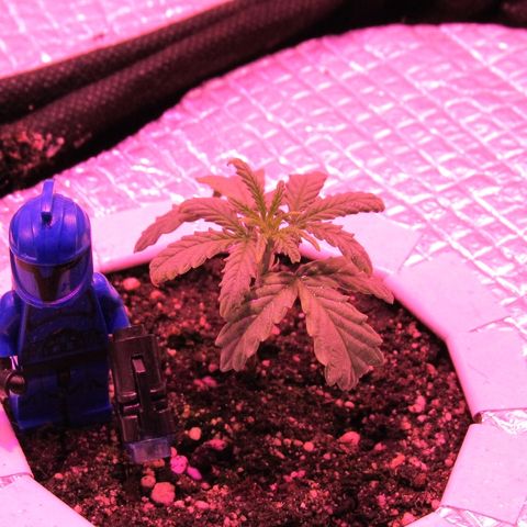 White Diesel growlog timeline photo