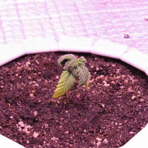 White Diesel growlog timeline photo