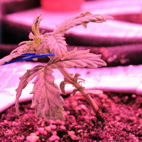 White Diesel growlog timeline photo