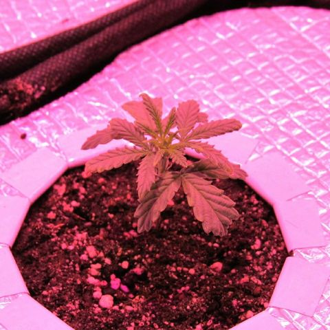 White Diesel growlog timeline photo