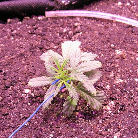 White Diesel growlog timeline photo