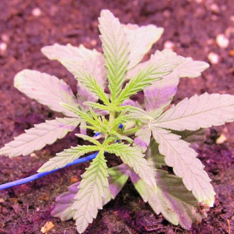White Diesel growlog timeline photo