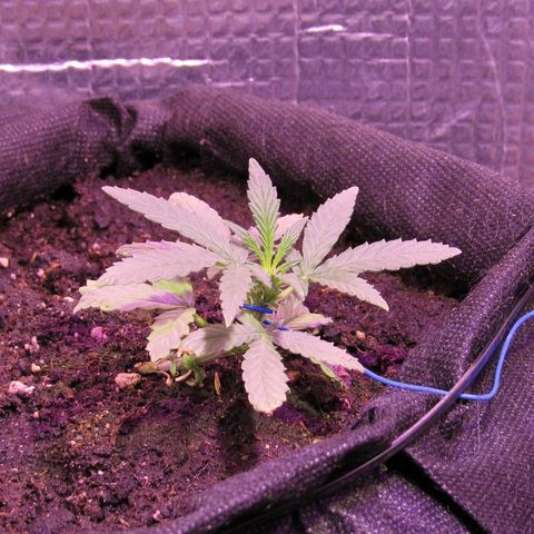 White Diesel growlog timeline photo