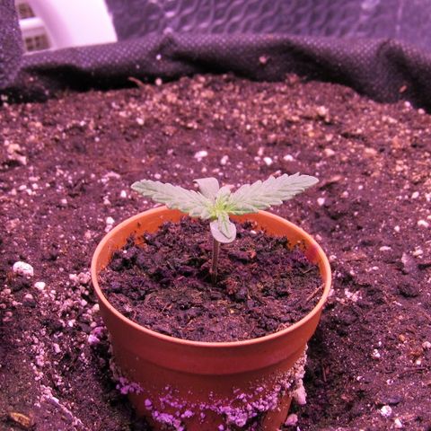 White Diesel growlog timeline photo