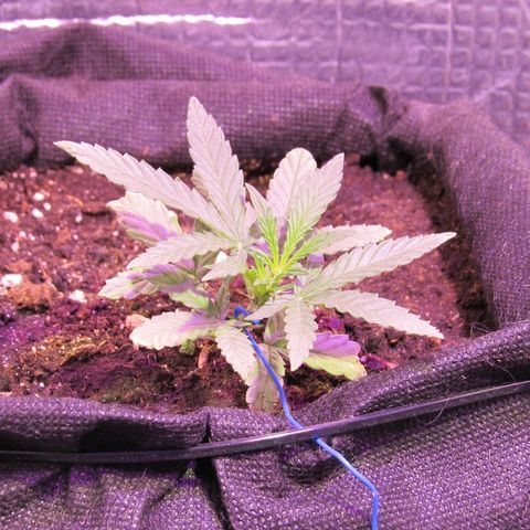 White Diesel growlog timeline photo