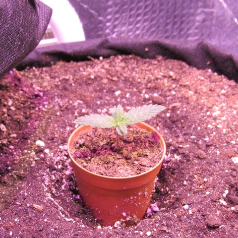 White Diesel growlog timeline photo