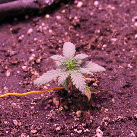 White Diesel growlog timeline photo