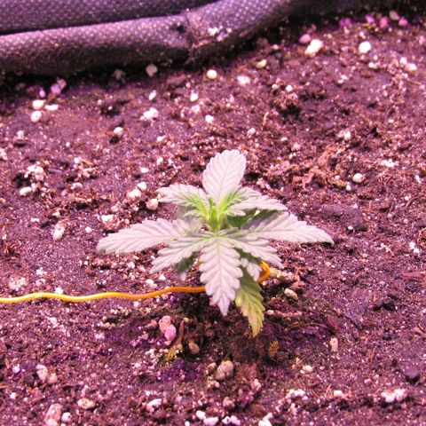 White Diesel growlog timeline photo