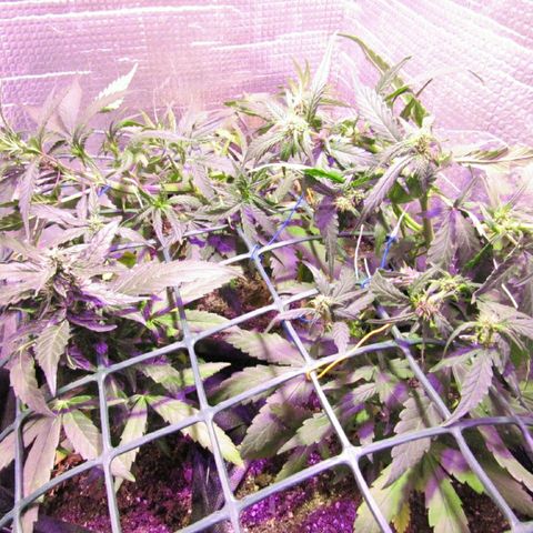 White Diesel growlog timeline photo