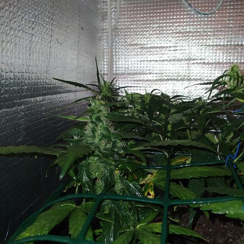 White Diesel growlog timeline photo
