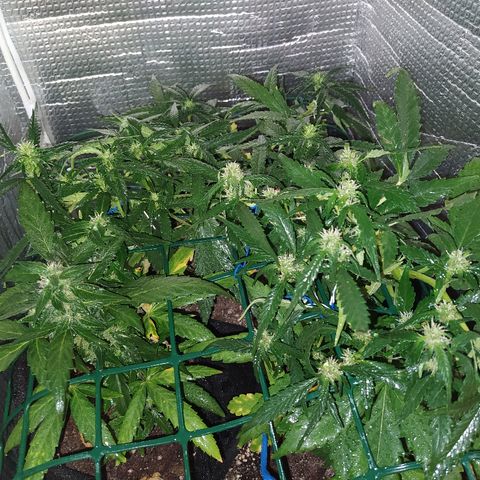 White Diesel growlog timeline photo