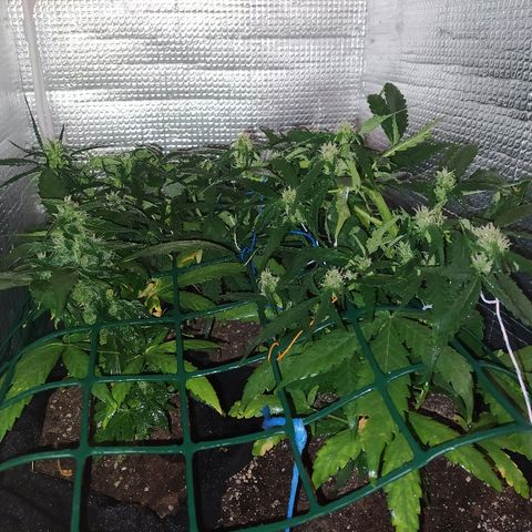 White Diesel growlog timeline photo