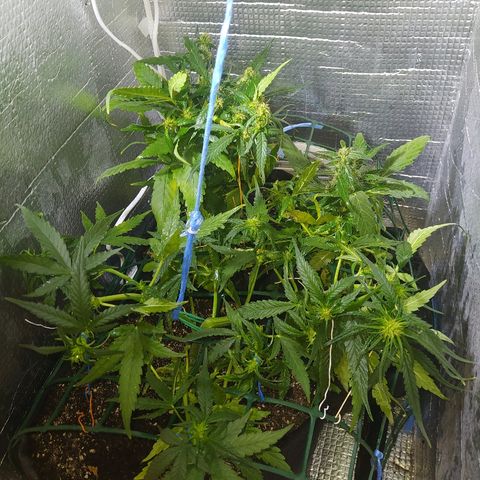 White Diesel growlog timeline photo