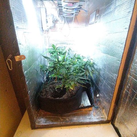 White Diesel growlog timeline photo