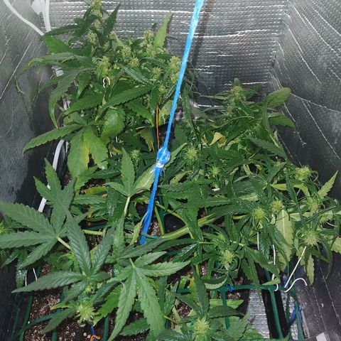 White Diesel growlog timeline photo