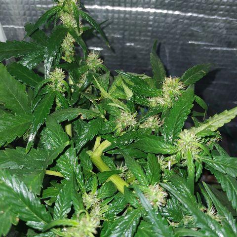 White Diesel growlog timeline photo